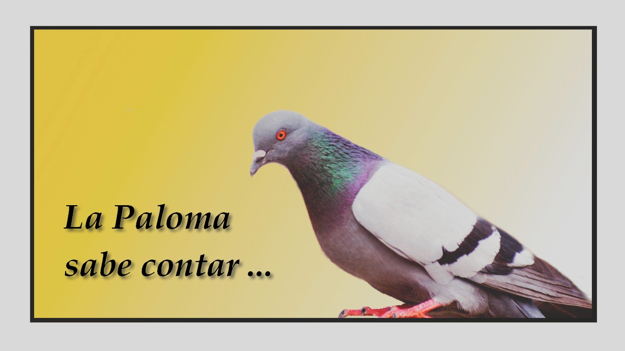 Las palomas también saben contar La Palomeria Las palomas también saben contar La Palomeria
