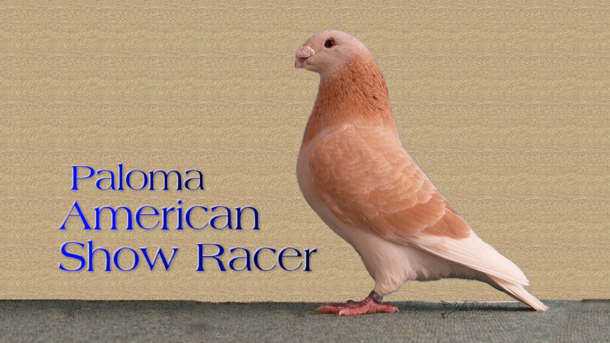 American Show Racer